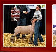Schmitz Club Lambs