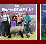Schmitz Club Lambs