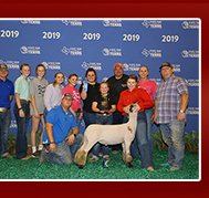 Schmitz Club Lambs