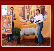 Schmitz Club Lambs