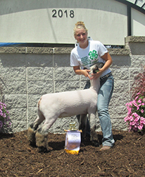 Schmitz Club Lambs Winners