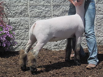 Schmitz Club Lambs Winners