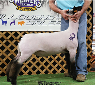 Schmitz Club Lambs Winners